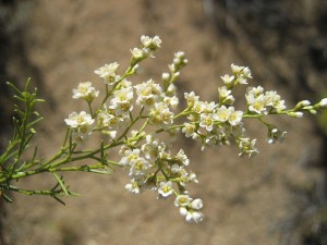 Adenostoma-sparsifolium-fl-1